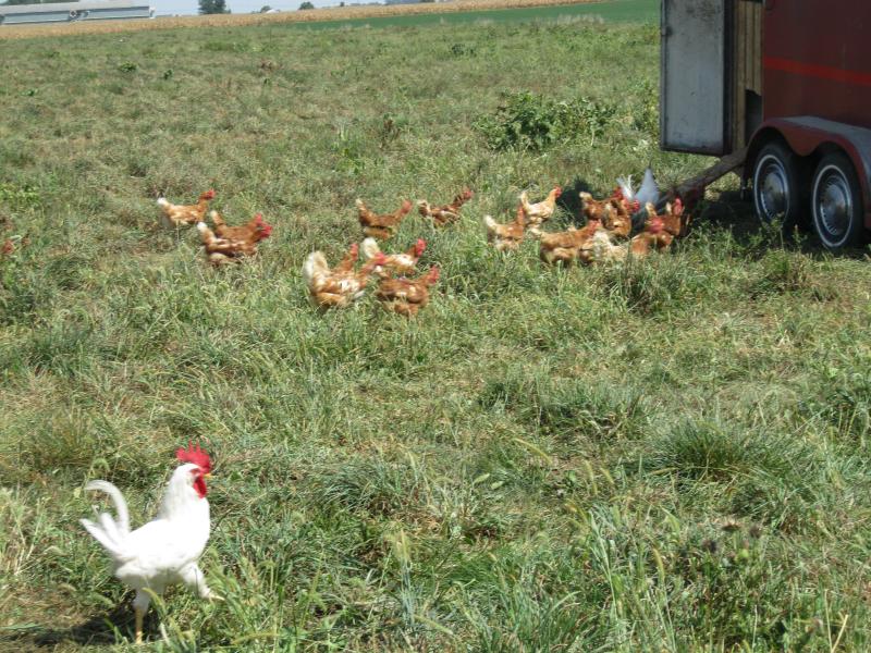 Our chickens on pasture.